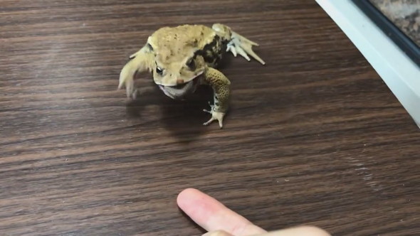 前足をバタバタとステップするように動かすヒキガエル