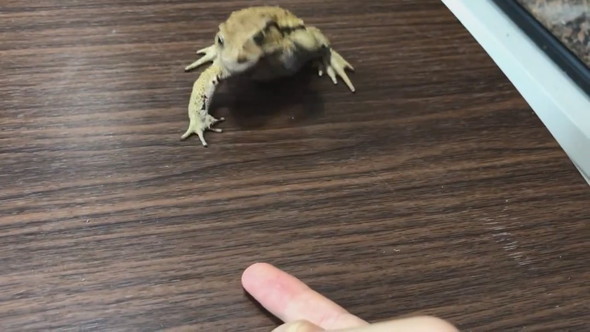 前足をバタバタとステップするように動かすヒキガエル