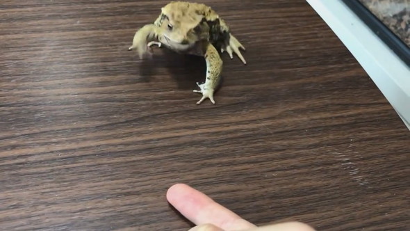 前足をバタバタとステップするように動かすヒキガエル