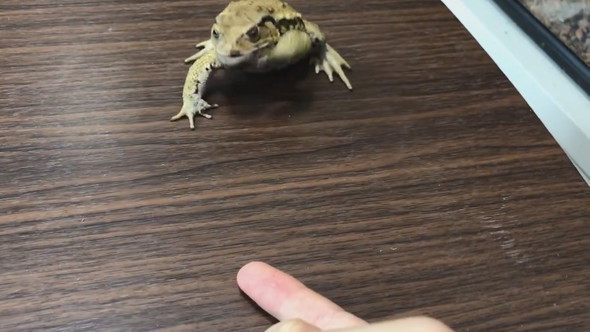 前足をバタバタとステップするように動かすヒキガエル