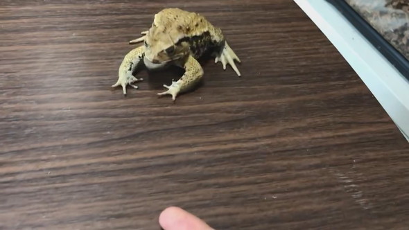 前足をバタバタとステップするように動かすヒキガエル