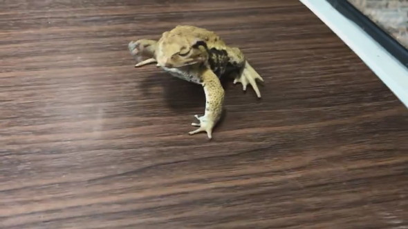 前足をバタバタとステップするように動かすヒキガエル