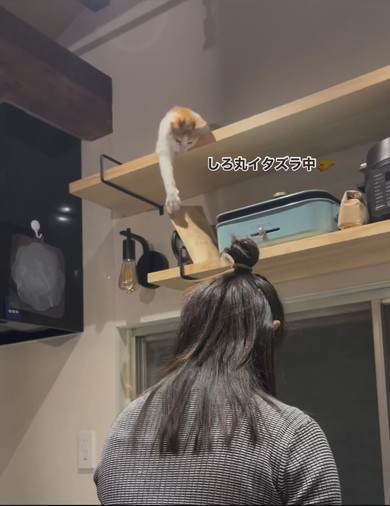 イタズラをしている茶白猫ちゃん