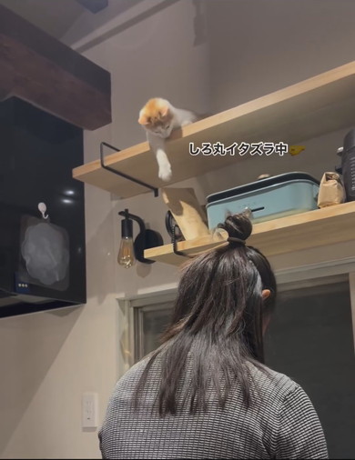 イタズラをしている茶白猫ちゃん