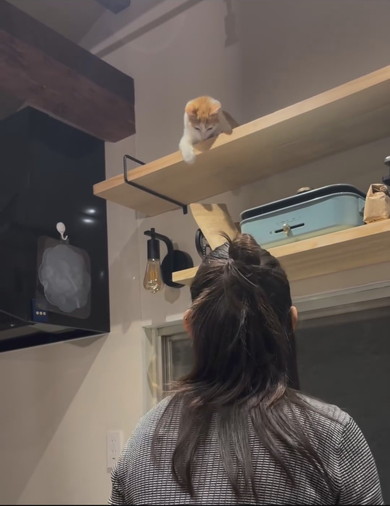 イタズラをしている茶白猫ちゃん