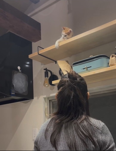 イタズラをしている茶白猫ちゃん