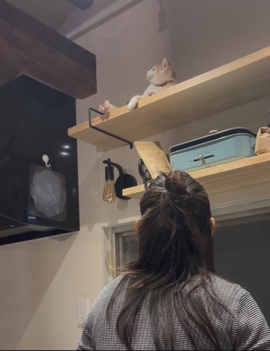 イタズラをしている茶白猫ちゃん