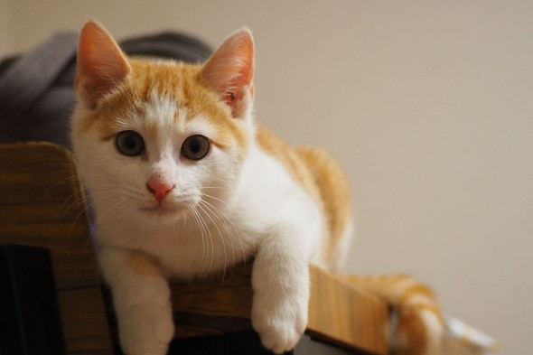 カメラを見つめる茶白猫ちゃん