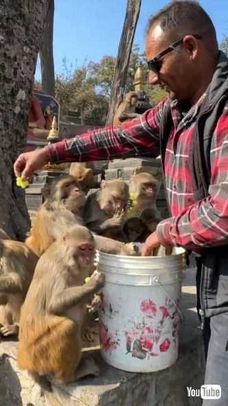 ブドウをもらうお猿さんたち