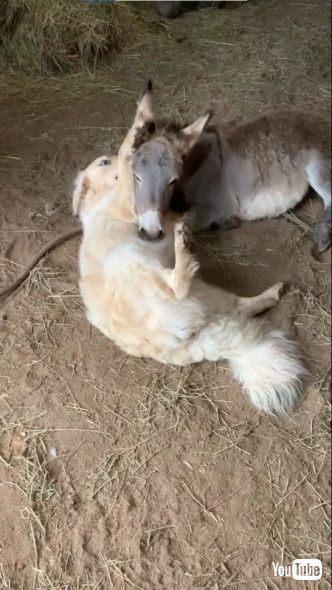 犬に甘えるロバ