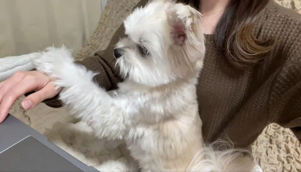 飼い主とワンコの攻防戦