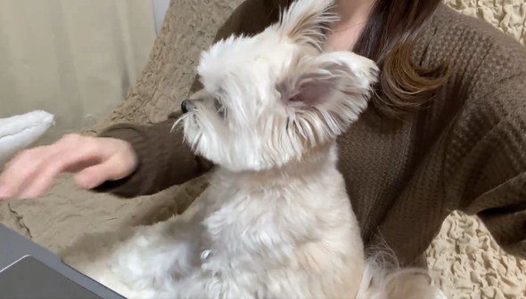 飼い主とワンコの攻防戦