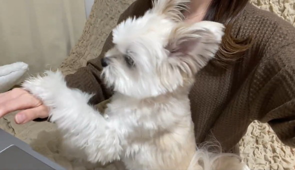 飼い主とワンコの攻防戦