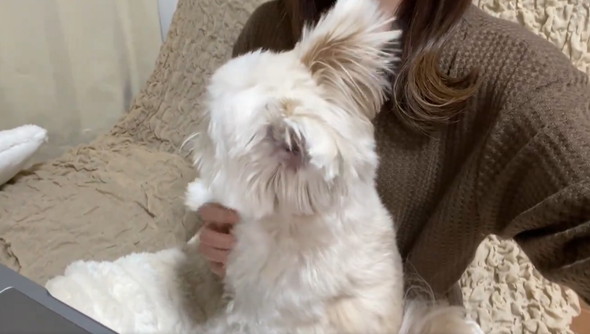 飼い主とワンコの攻防戦