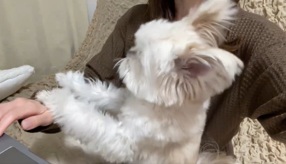 飼い主とワンコの攻防戦