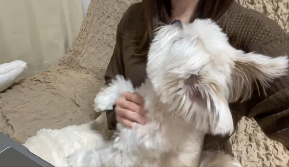 飼い主とワンコの攻防戦