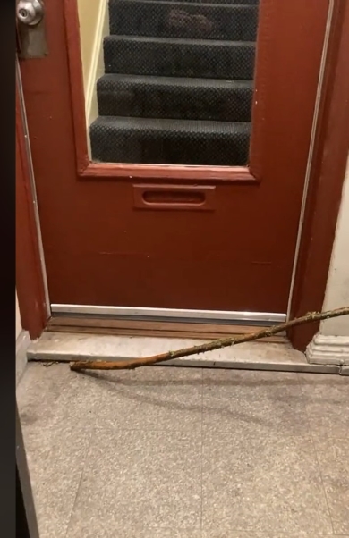 隣の家のドアまで届く長い枝