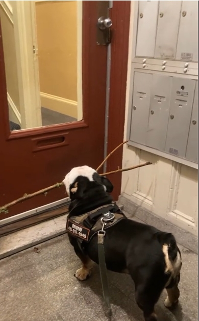 長い棒を加えるワンコ