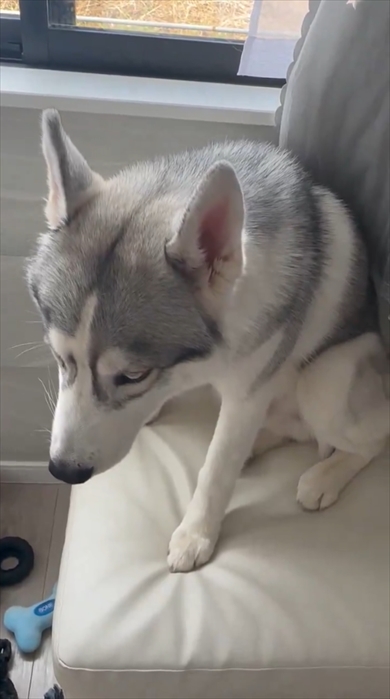 イタズラ後にしょぼんとするシベリアン・ハスキー