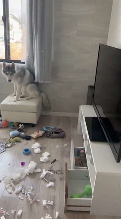 イタズラ後にしょぼんとするシベリアン・ハスキー