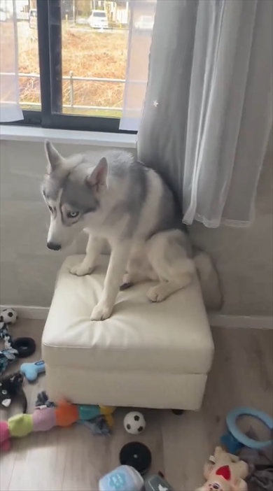 イタズラ後にしょぼんとするシベリアン・ハスキー