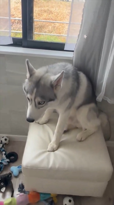 イタズラ後にしょぼんとするシベリアン・ハスキー