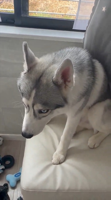 イタズラ後にしょぼんとするシベリアン・ハスキー