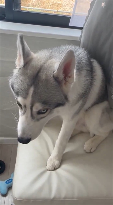 イタズラ後にしょぼんとするシベリアン・ハスキー