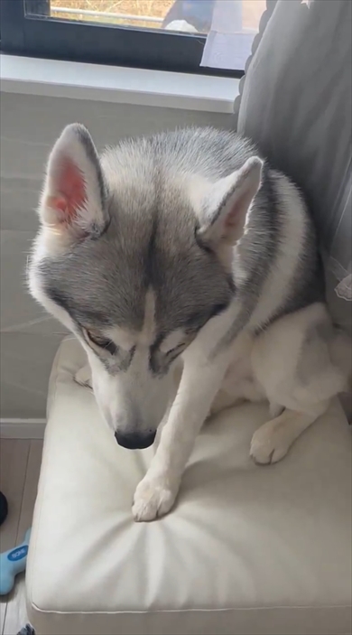 イタズラ後にしょぼんとするシベリアン・ハスキー