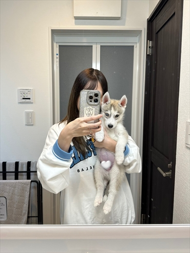 あっというまに大きくなるシベリアン・ハスキー