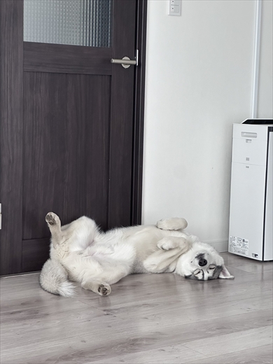 シベリアン・ハスキーのロゼくん