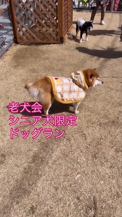 シニア犬限定ドッグラン