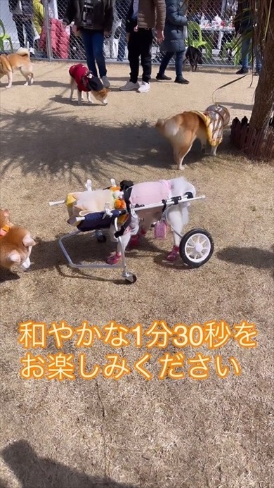 シニア犬限定ドッグラン