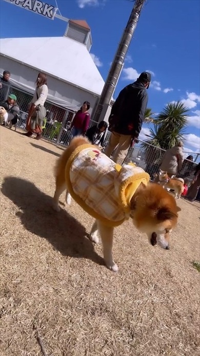シニア犬限定ドッグラン