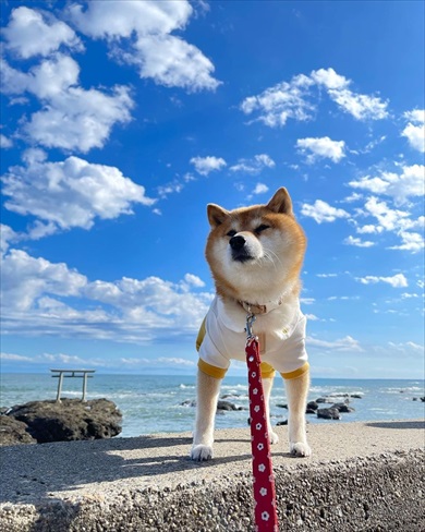 シニア犬限定ドッグラン