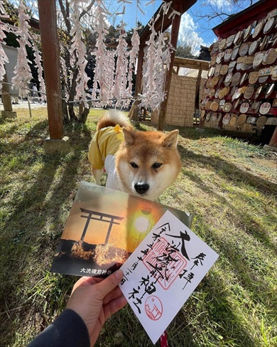 シニア犬限定ドッグラン