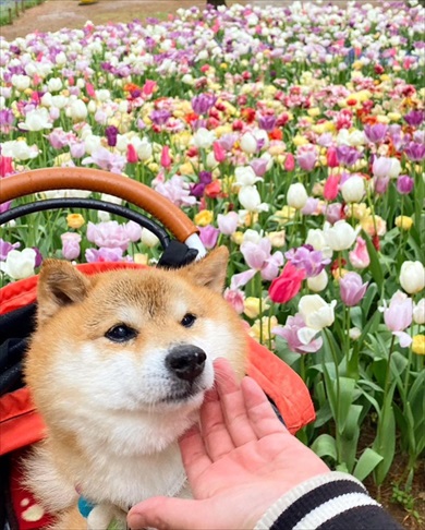 シニア犬限定ドッグラン