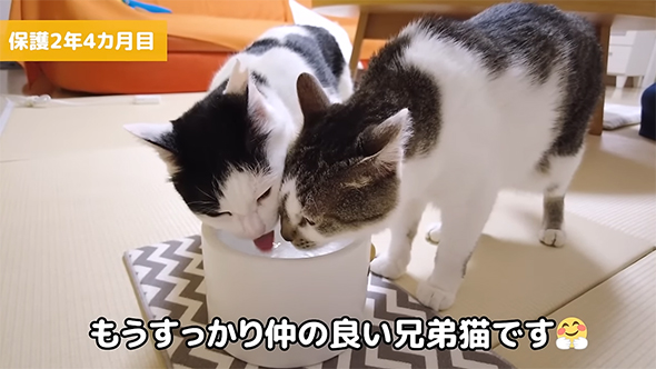 そろって水を飲む2匹の猫ちゃん