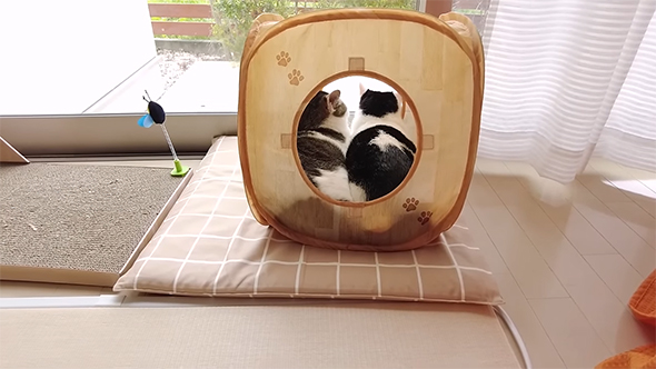 2匹の猫ちゃんの背中