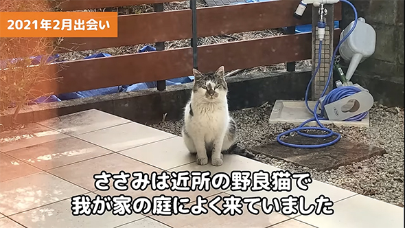 近所の野良猫