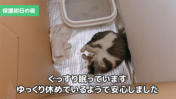 段ボールケージで眠る猫ちゃん