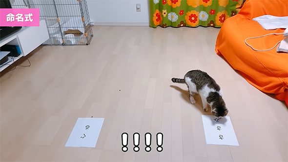 ささみと書いてある紙と猫ちゃん