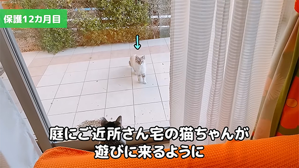 ご近所さんの猫ちゃん