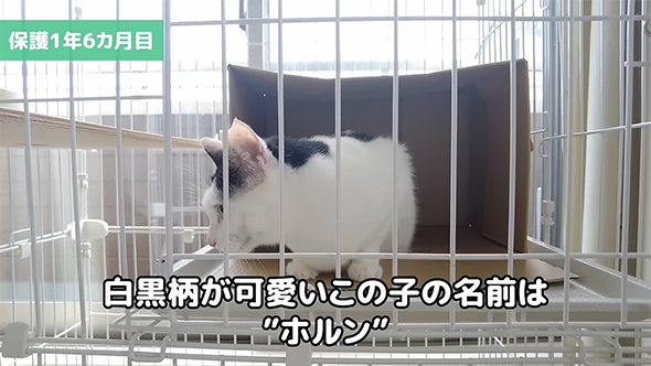 名前はホルン