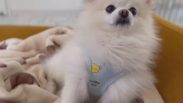 おやつの場所を外してしまったポメラニアンのワンコ