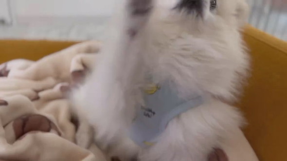 おやつの場所を外してしまったポメラニアンのワンコ