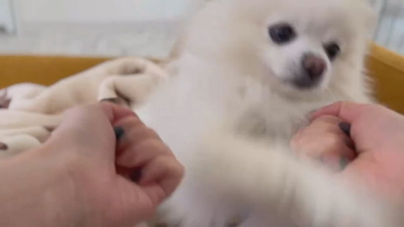 おやつの場所を外してしまったポメラニアンのワンコ