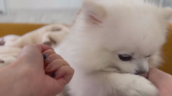 おやつの場所を外してしまったポメラニアンのワンコ