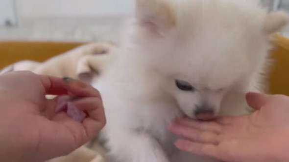 おやつの場所を外してしまったポメラニアンのワンコ