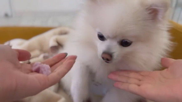 おやつの場所を外してしまったポメラニアンのワンコ